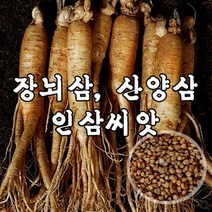 뿌리원예 장뇌삼 산양삼 재배용 인삼씨앗 1kg개갑 A91
