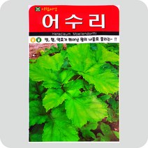 어수리씨앗 50립 쑥 민속채소 약초 씨앗