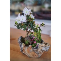 돌화분-화산석모양(밝은색) 가볍고 배수구멍이없는 돌화분 야생화화분 분경화분 분재화분 자체제작