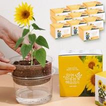 red_p 해바라기 키우기 10개 자동 물공급 식물 기르기 체험 씨앗 화분 키트, 단품, 단품