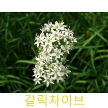 허브(Herb)/채소식물 갈릭차이브 갈색플라스틱모종 4개 (L0245)