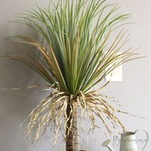 [천삼백케이] [봉주르소소] 풍성하고 이국적인 멋스러움 드라코 화분 - 인테리어조화나무, 단품