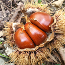 자연담아 하동 알밤 신이내려주신 산! 지리산 산기슭 아래 첫동네에서 수확한 햇알밤 / 기계로 깐밤 2KG, 알밤 2KG 중 (1P 3~3.3CM)
