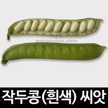 흰색 작두콩 씨앗 콩 씨앗 sword bean seeds 10알