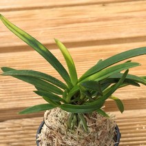 [금비농원] 설산/부귀란 소엽풍란 석부작 목부작 공기정화식물 풍란