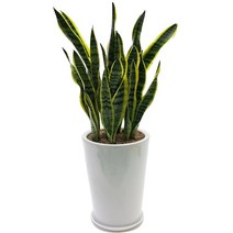 디씨플라워 관엽화분, 99999개, 04.산세베리아(중)