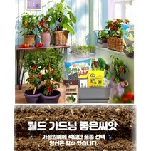 화분월드 새싹 허브 씨앗, 허브-스테비아, 1개, 1개