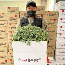 거문도에서 키운 노지 해풍 맞은 생 쑥, 1kg, 1개