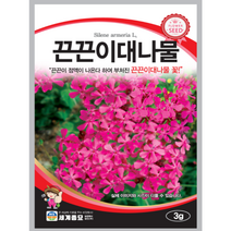 끈끈이대나물 3g 꽃씨