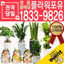 플라워포유 축하 오픈 개업 공기청정 관엽식물 화분선물 당일배송 꽃배달, (선택58)아가베