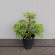 아라우카리아 중품 대품 생화 크리스마스트리 겨울식물 관엽식물 모종