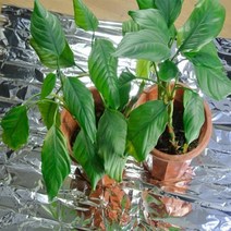 오이망 잡초매트 유공비닐 고구마비닐 멀칭 비닐 천공기 멀칭비닐 유공 비닐하우스자재 농사검정비닐 비닐하우스 농사용비닐 실버 필름 온실 얇은 수경 고반사 필름 210 x 74