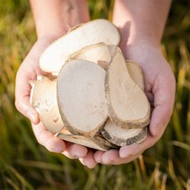 국산 황칠나무 차 잎 가지 효능 한약재 약초, 12ZE_국산 황칠나무(편) 600g