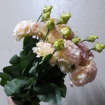 리시안 - 샴페인 / 고속터미널꽃시장 꽃도매 서리풀플라워