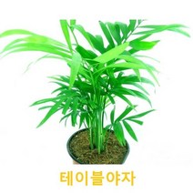 관엽/구근식물 테이블야자 화분모종 4개 (L0189)