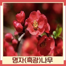 명자나무 묘목 흑광 8치화분 1개