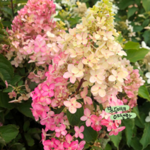 프레이즈 멜바 [2포트] 소품 (복남이네 야생화 모종 수국 melba) 색변화 목수국, 1개