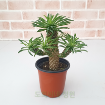 도희씨네 정원>> 파인애플 다육 자구 괴마옥 230, 1개” class=”wr-img”></a></div></p></div></p></div></p></div><div class=