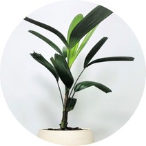 관음죽 미니화분분갈이제품 공기정화식물, 1개