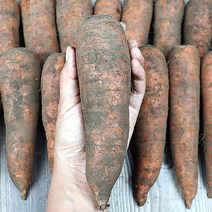 제주유기농흙당근 유기농제주흙당근 구좌읍당근 유기농제주당근 유기농당근쥬스용 생당근, 5kg (쥬스용)