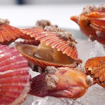 산지직송 제철 홍가리비 1kg, 단품없음