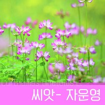[조이가든] 자운영 씨앗- 1kg