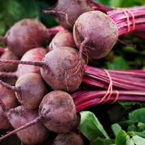 산지직송 제주도 레드비트 5kg 주스용 착즙용 즙용 빨간무 빨간비트, 제주 레드비트 5kg