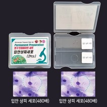 입안상피세포 (2개 1조)