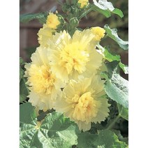 여름파종꽃씨 씨앗] 겹접시꽃 스피링셀러브리티즈 레몬 (겹접시꽃) 10립