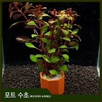 피알피쉬 피알피쉬 루드위지아 슈퍼레드 1포트