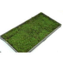 깃털이끼 인삼이끼 공기정화식물 천연 자연산 생이끼 코케다마/테라리움 / 비바리움 / 석부작 사용 이끼식물, 한판(34 x 50), 1개