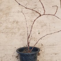 [K유*C1768A] 개량머루 화분4치 결실주 QU+1K*2508EA