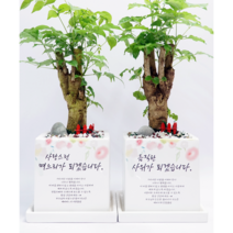 [상견례화분] 상견례자리를 빛낼 감사화분 Ver.2 (선물용쇼핑백 포함), 파키라