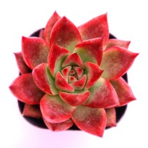 홍시 키우기 예쁜 다육식물 랜덤1-100, 단품, 1개