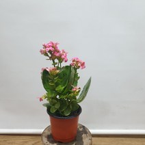 카랑코에(노블 핑소품 랜덤 )