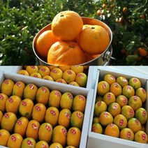 #[행복농장]당도선별 제주 하우스 제철노지 고당도 감귤, 1box, 제주감귤 10KG/소과