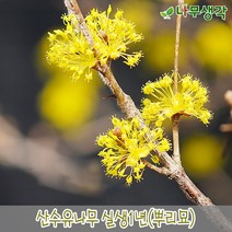 착한가격 나무생각 / 산수유나무 / 실생1년 / 1등묘 / 10주, 주