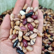 햇 호랑이콩 잘 말린 호랑이강낭콩 마른 울타리콩 1kg