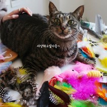 고양이 움직이는 사냥놀이 장난감 고양이 레이저 낚시대 68종, 선택사항, 30번