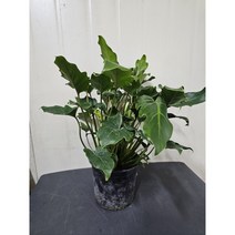 식물학박사 제나두셀렘 제나두셀럼 중대품, 1개