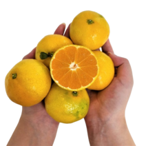 햇살담아팜 제주 노지감귤 무농약 고당도귤, 노지감귤 소과 9kg