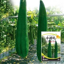 수세미종자 수세미씨앗 씨앗 10립 대포장 100립, 소포장 10립, 1개, 10개