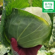 제주 친환경 유기농 양배추 5kg, 유기농양배추 5kg, 1개
