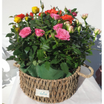 미니장미 사계장미 양재꽃시장 월동가능 노지월동 꽃바구니, 장미 2종