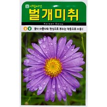 벌개미취 꽃씨앗 500립, 1개