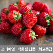 영화청과 국내산 딸기 1kg 프리미엄 백화점 납품 제철 농장 설향 청