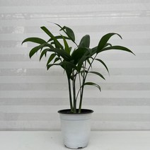 [다은꽃농원]세이브릿지야자 대나무야자 중품 키우기쉬운 실내공기정화식물 인테리어, 1개