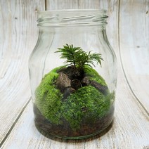 나무이끼 테라리움 키트/BOM제주식물이끼5종세트 DIY 재료만들기, 1개