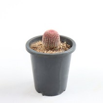 갑조네 자태양 다육식물 선인장 희귀 다육이 반려식물 키우기