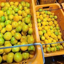 [예약판매] 벌써 맛있는 귤이 나왔습니다!! 노지감귤 중대과 귤10kg 못난이 가정용 제주귤 제주감귤, 10kg내외, 1개